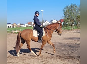 Andalusian Mix, Gelding, 6 years, 15,1 hh, Chestnut-Red