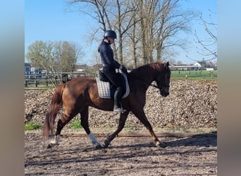 Andalusian Mix, Gelding, 6 years, 15,1 hh, Chestnut-Red