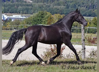 Andalusian, Gelding, 6 years, 15,2 hh, Black