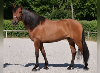 Andalusian, Gelding, 6 years, 15,2 hh, Brown-Light