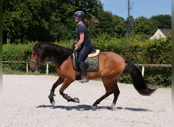 Andalusian, Gelding, 6 years, 15,2 hh, Brown-Light