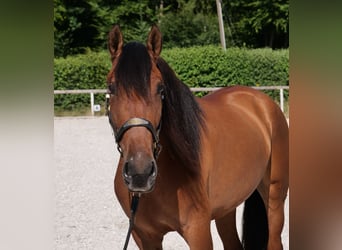 Andalusian, Gelding, 6 years, 15,2 hh, Brown-Light