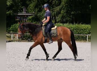 Andalusian, Gelding, 6 years, 15,2 hh, Brown-Light