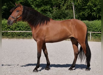 Andalusian, Gelding, 6 years, 15,2 hh, Brown-Light