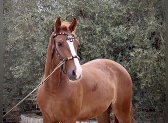 Andalusian, Gelding, 6 years, 15,2 hh, Chestnut-Red