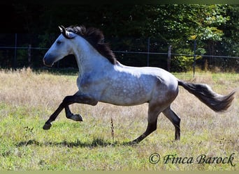 Andalusian, Gelding, 6 years, 15,2 hh, Grey