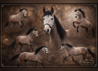 Andalusian, Gelding, 6 years, 15,2 hh, Grey-Red-Tan