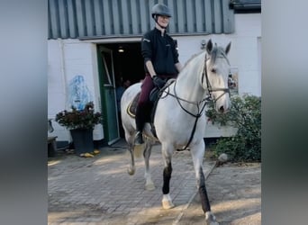 Andalusier, Wallach, 6 Jahre, 16,1 hh, Apfelschimmel