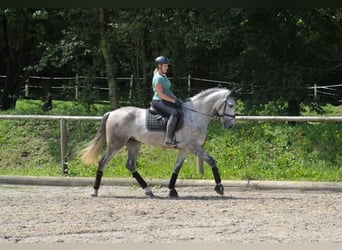 Andalusian, Gelding, 6 years, 16.1 hh, Gray-Dapple