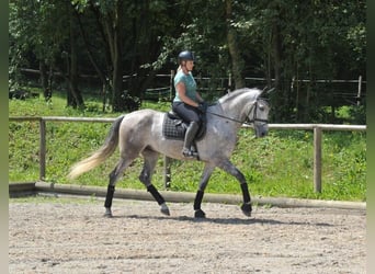 Andalusian, Gelding, 6 years, 16.1 hh, Gray-Dapple