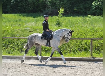 Andalusian, Gelding, 6 years, 16.1 hh, Gray-Dapple