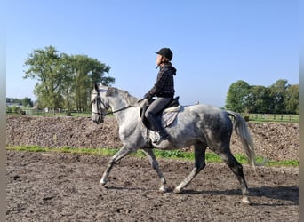 Andalusier Mix, Wallach, 6 Jahre, 16,1 hh, Apfelschimmel