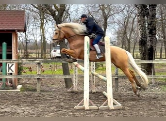 Andalusian, Gelding, 6 years, 16.1 hh, Palomino