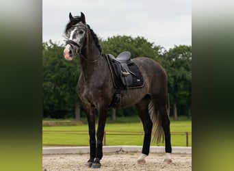 Andalusian, Gelding, 6 years, 16.2 hh, Grey-Dapple