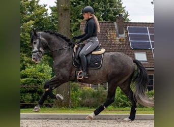 Andalusian, Gelding, 6 years, 16.2 hh, Grey-Dapple