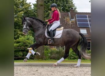 Andalusian, Gelding, 6 years, 16.2 hh, Grey