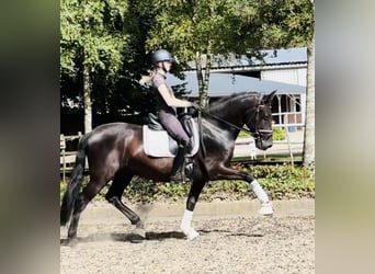 Andalusier, Wallach, 6 Jahre, 16 hh, Rappe