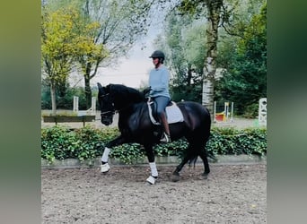 Andalusier, Wallach, 6 Jahre, 16 hh, Rappe