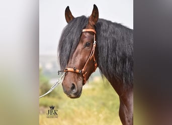 Andalusian, Gelding, 6 years, 16 hh, Brown