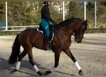 Andalusian, Gelding, 6 years, 16 hh, Brown
