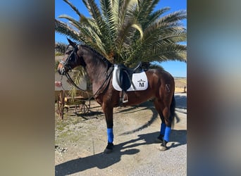 Andalusian, Gelding, 6 years, 16 hh, Buckskin