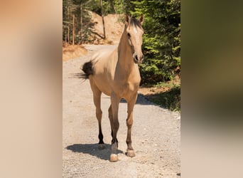 Andalusian, Gelding, 6 years, 16 hh, Buckskin