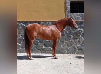 Andalusian, Gelding, 6 years, 16 hh, Chestnut-Red