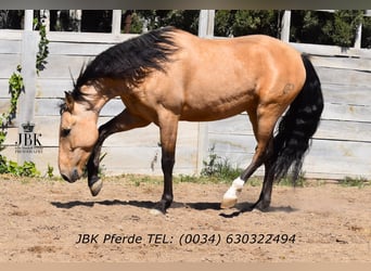 Andalusian, Gelding, 6 years, 16 hh, Dun