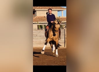 Andalusian, Gelding, 6 years, 16 hh, Dun