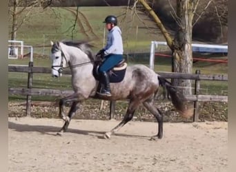 Andalusian, Gelding, 6 years, 16 hh, Gray-Dapple