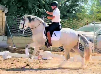Andalusian, Gelding, 6 years, 16 hh, Grey