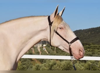 Andalusian, Gelding, 6 years, 16 hh, Perlino
