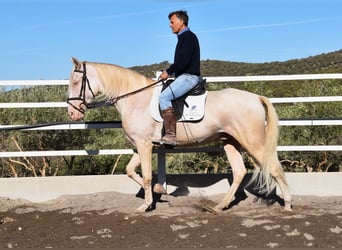 Andalusian, Gelding, 6 years, 16 hh, Perlino