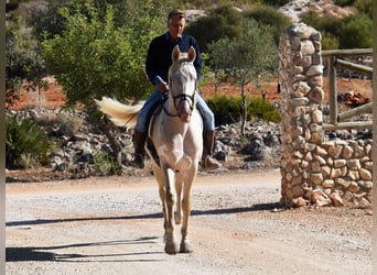 Andalusian, Gelding, 6 years, 16 hh, Perlino