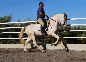 Andalusian, Gelding, 6 years, 16 hh, Perlino