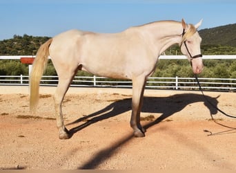 Andalusian, Gelding, 6 years, 16 hh, Perlino