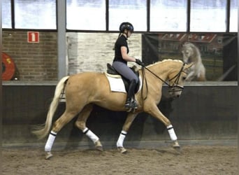 Andalusian, Gelding, 6 years, 16,1 hh, Palomino