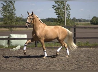 Andalusian, Gelding, 6 years, 16,1 hh, Palomino