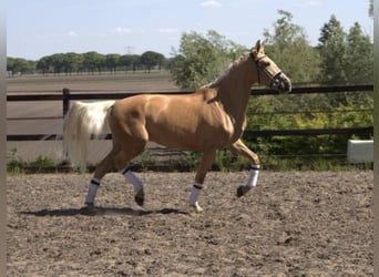 Andalusian, Gelding, 6 years, 16,1 hh, Palomino
