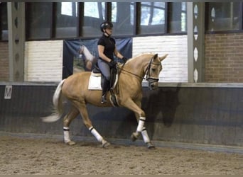 Andalusian, Gelding, 6 years, 16,1 hh, Palomino