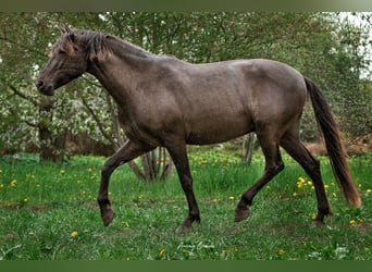 Andalusian Mix, Gelding, 6 years, 17 hh, Bay