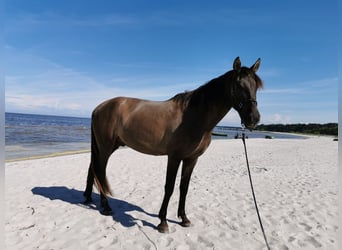 Andalusian Mix, Gelding, 6 years, 17 hh, Bay