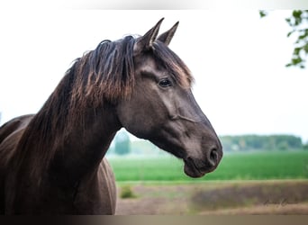 Andalusian Mix, Gelding, 6 years, 17 hh, Bay