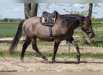 Andalusian Mix, Gelding, 6 years, 17,1 hh, Bay