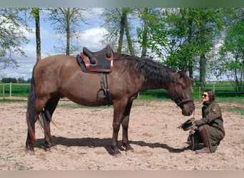 Andalusian Mix, Gelding, 6 years, 17,1 hh, Bay