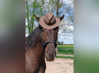 Andalusian Mix, Gelding, 6 years, 17,1 hh, Bay