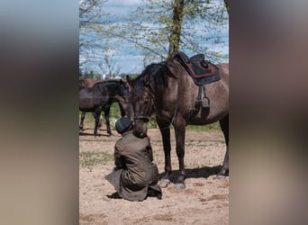 Andalusian Mix, Gelding, 6 years, 17,1 hh, Bay