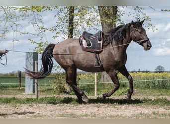 Andalusian Mix, Gelding, 6 years, 17,1 hh, Bay