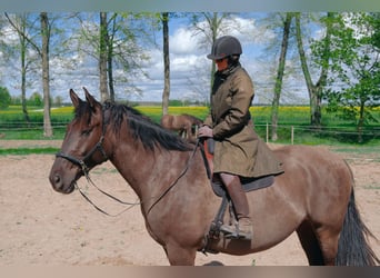 Andalusian Mix, Gelding, 6 years, 17,1 hh, Bay