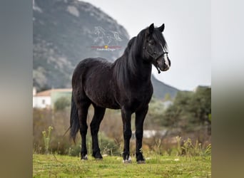 Andalusian Mix, Gelding, 7 years, 12,3 hh, Black